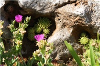 0324a672-IMG_7596 čuvarkuće i delosperma.jpg